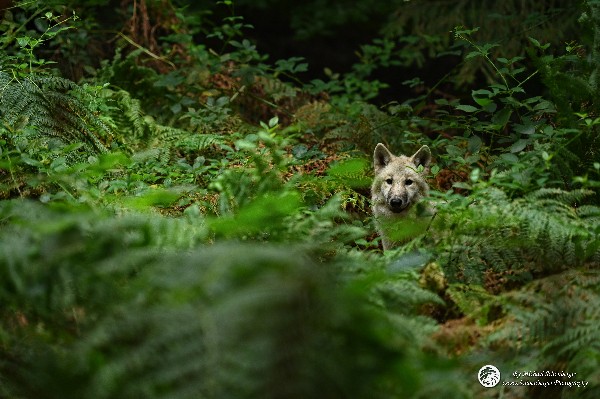 Polarwölfe Arctic wolves Anyu Nova Yuki